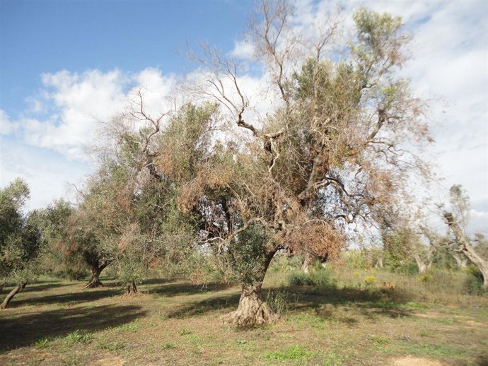 Efectos de la bacteria Xylella fastidiosa en un olivo