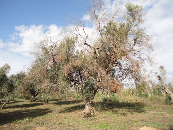 Efectos de la bacteria Xylella fastidiosa en un olivo