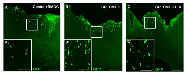 Investigación con células madre