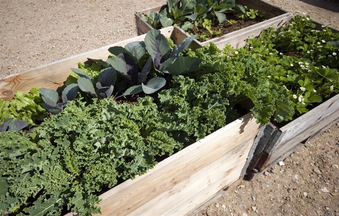 Huerto, huerta, cultivar salud