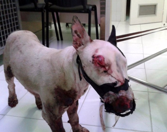 NOTA DE PRENSA. Servigal Rescata En Nostián A Un Ejemplar De Bull Terrier Víctim