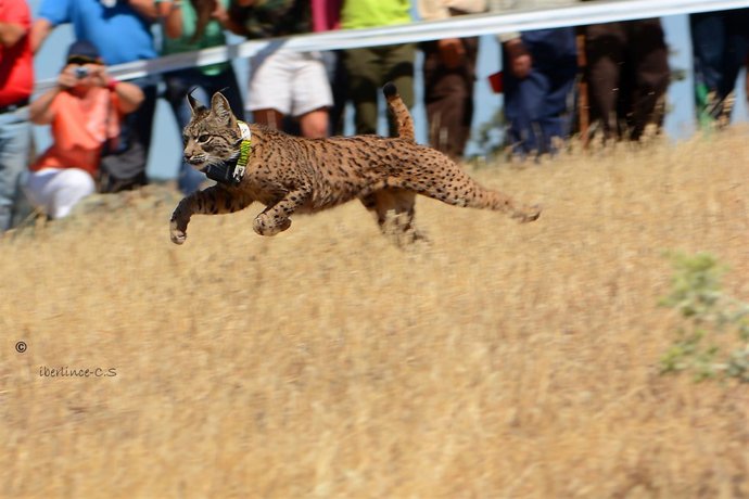 Lince ibérico