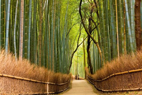 Los bambús de Sagano en Japón