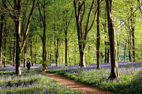 Savernake Forest en Gran Bretaña.