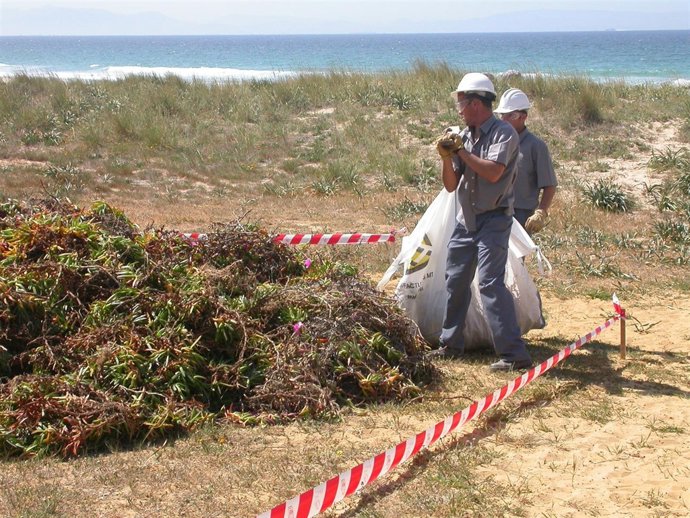 Eliminación de plantas exóticas en dunas