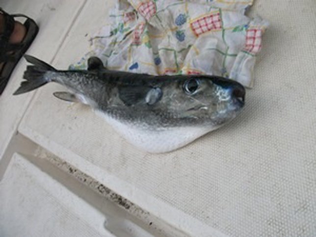 Pez globo venenoso detectado en el litoral catalán (Tetraodontidae)