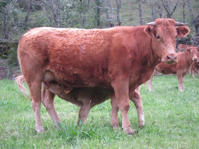 Vaca, vacas. Ternera, terneros. Ganado vacuno. Carne. Pastos.