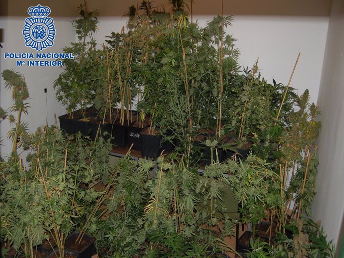 Plantas de marihuana intervenidas en el domicilio del joven detenido.