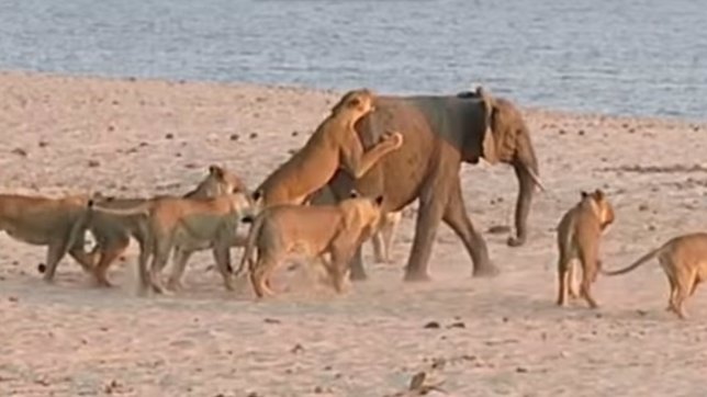 Un elefante es atacado por 14 leonas