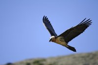 Más de 350 áreas importantes para las Aves y la Biodiversidad del planeta están en riesgo de perderse, según BirdLife