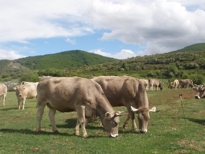 Vacas Pastando