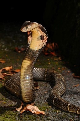 Cobra de la China, amenazada de extinción según la UICN                     