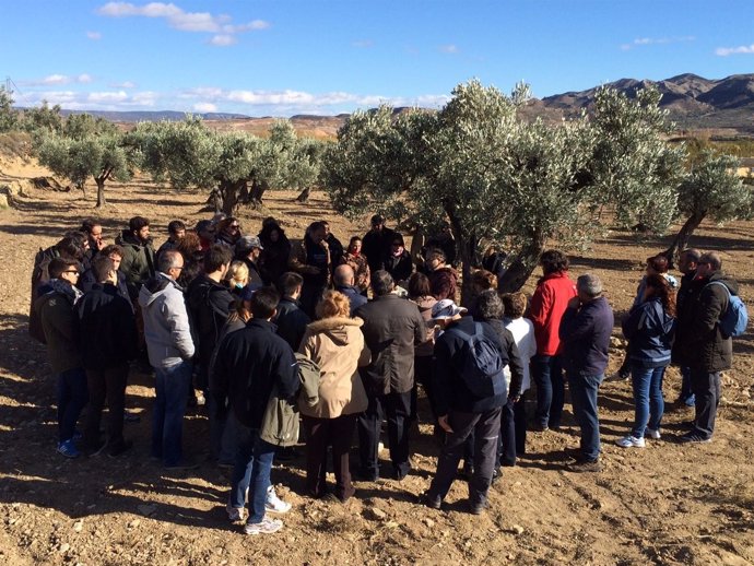 Voluntarios de Telefónica visitan el olivar de Oliete (Teruel)