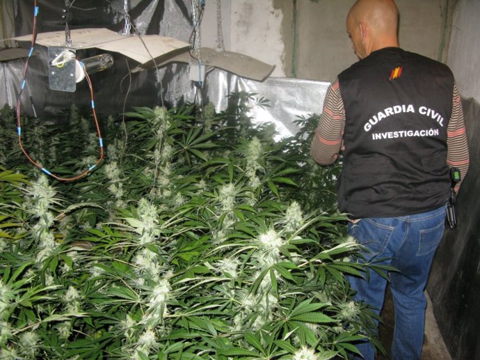 Plantación de marihuana en su casa