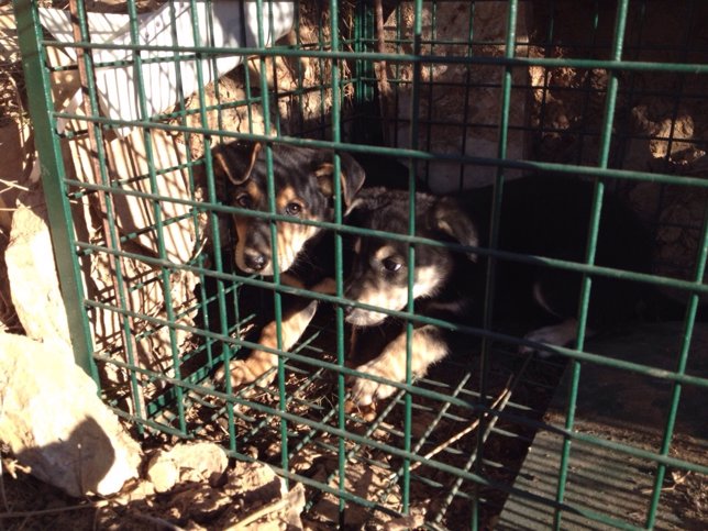 Cachorros de los perros salvajes que atacan ganado en Lleida