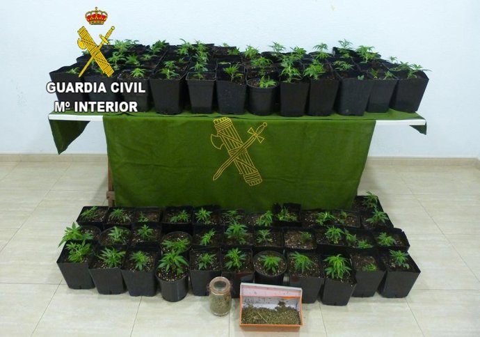 Cultivo de marihuana en Almassora