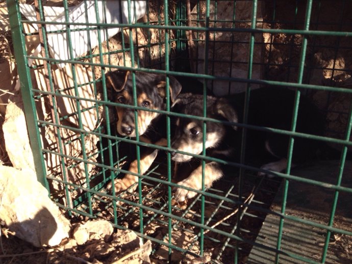 Cachorros de los perros salvajes que atacan ganado en Lleida