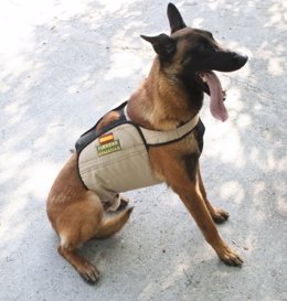 Perro del Batallón de Policía Militar número 1 de Bétera