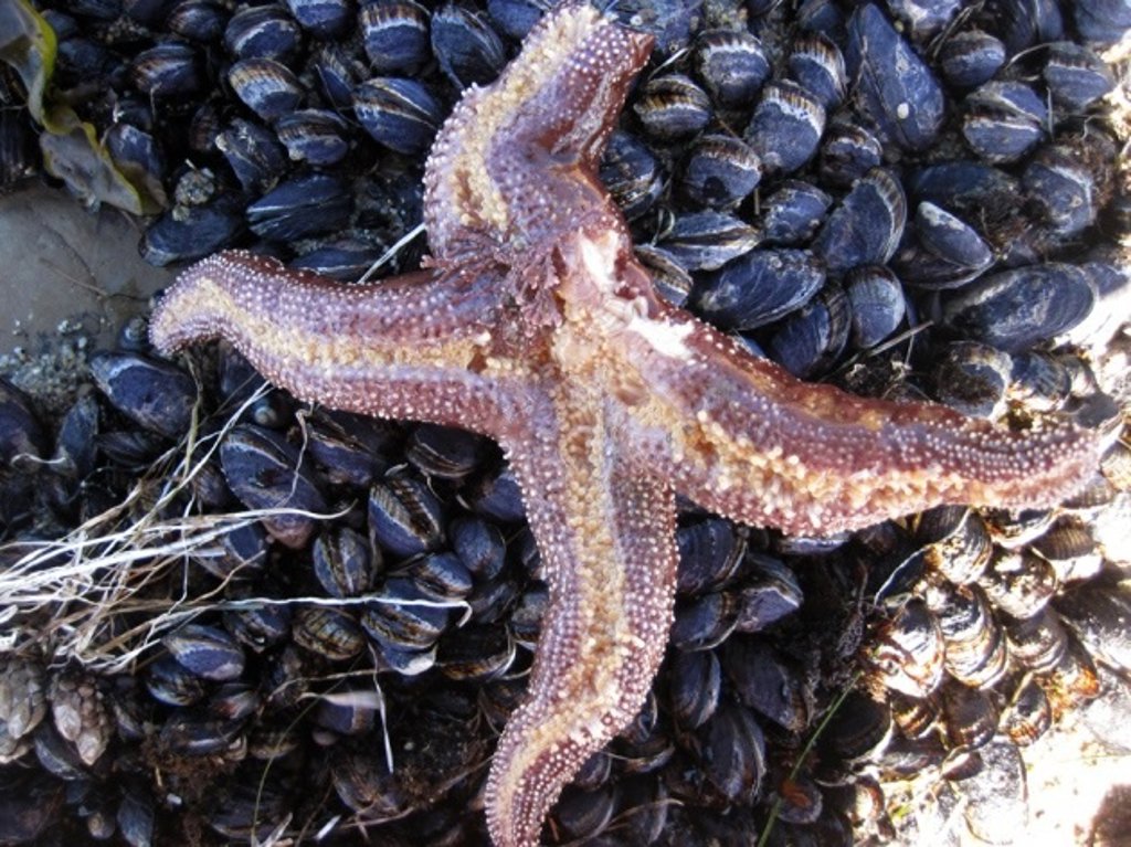 Cuanto Pesa La Estrella De Mar