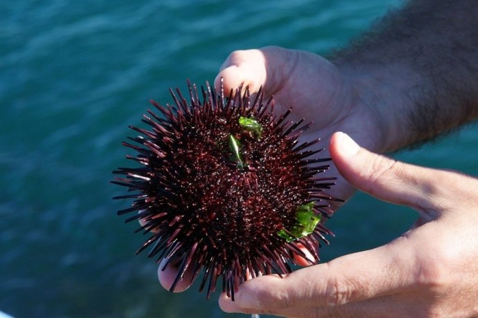 Hembra de erizo en Doñana