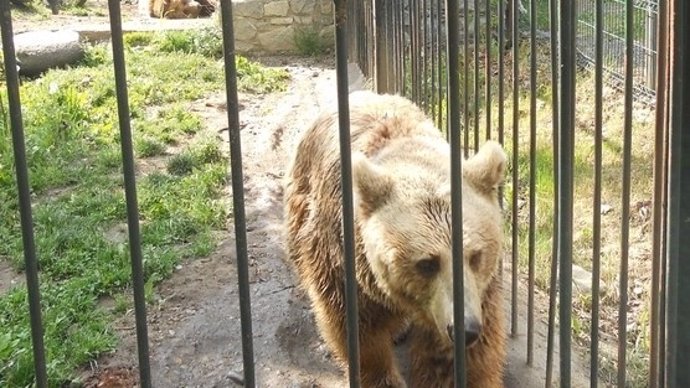 Osos en Vall d'Aran