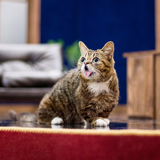 Gato acumula seguidores no Instagram por ter 'olhar do Gato de Botas