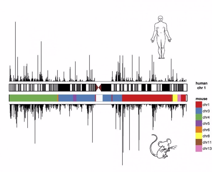 El CRG compara el genoma humano y el del ratón