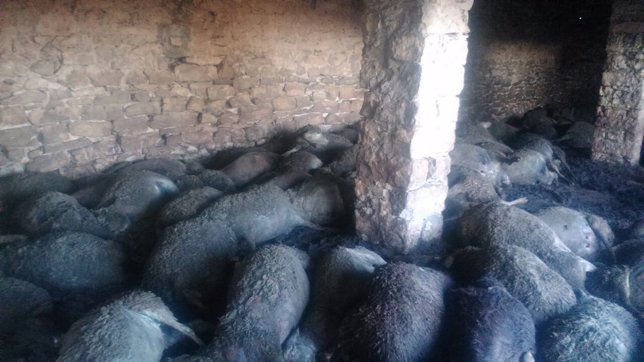 Ovejas muertas en un ataque de la granja del ganadero Ramon Agustí en Seròs