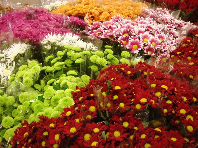 Variedad de crisantemos