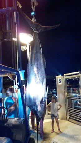 Ejemplar de marlín azul capturado en Mazagón (Huelva).