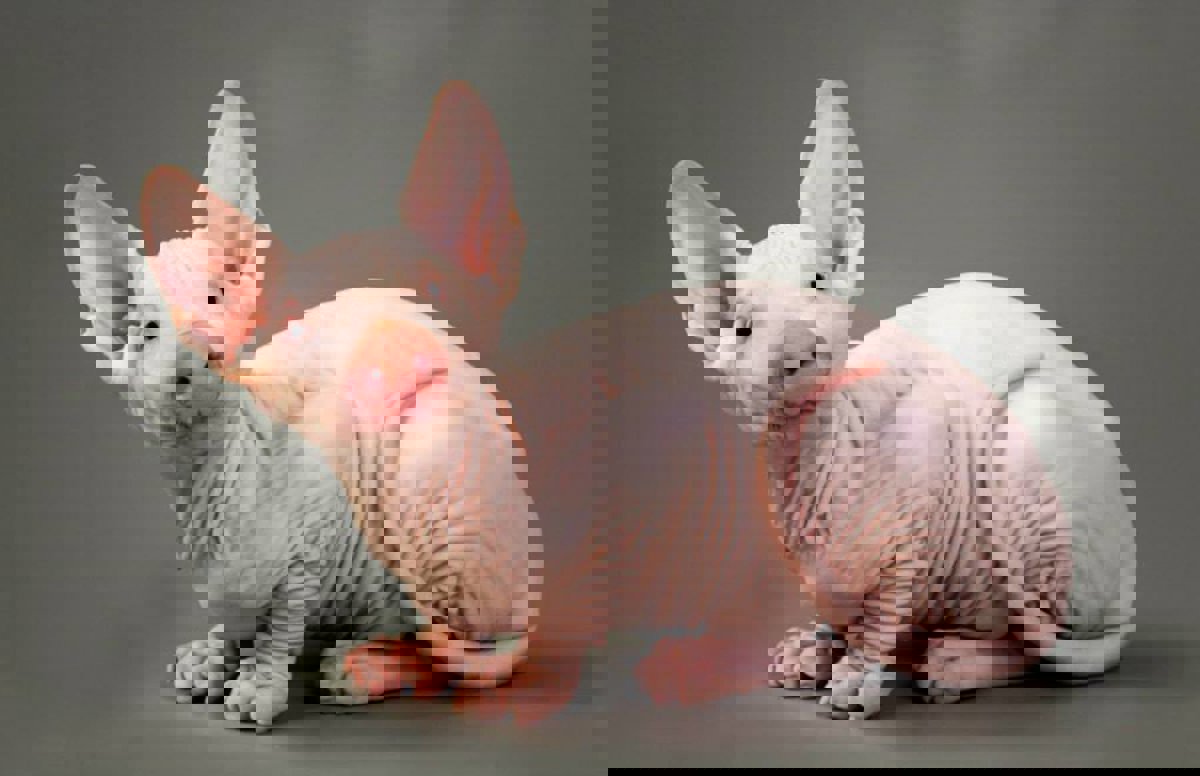 10 adorables animales híbridos que sólo viven en