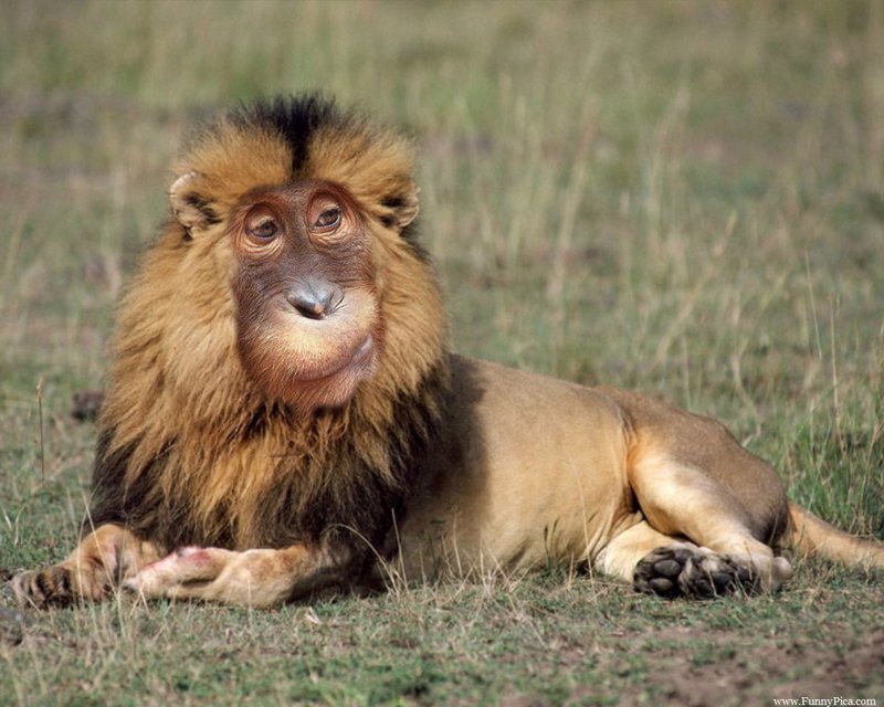 10 adorables animales híbridos que sólo viven en