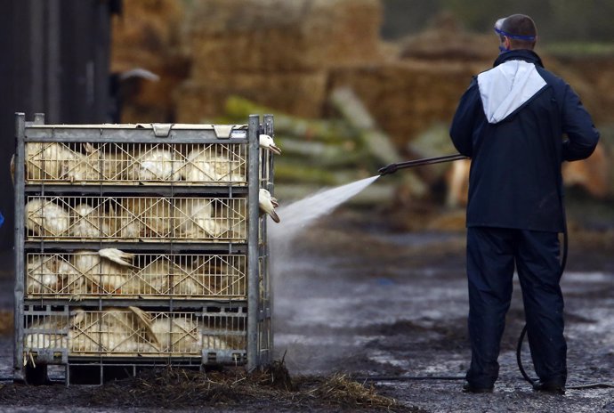 Un oficial rocía una jaula con patos como medida de seguridad ante gripe aviar.