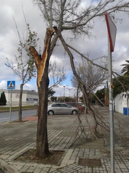 Consecuencias del viento en Málaga