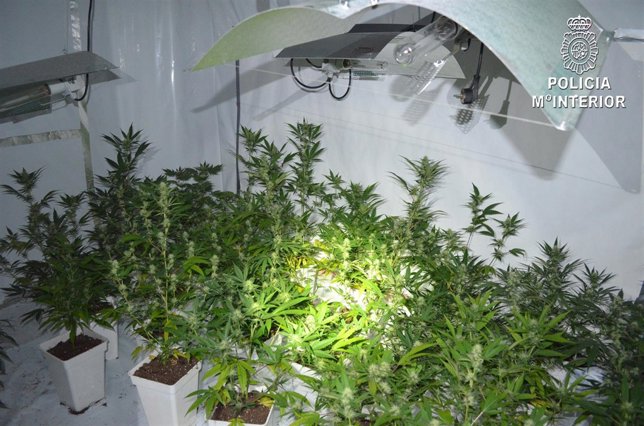 Foto Marihuana de Varea