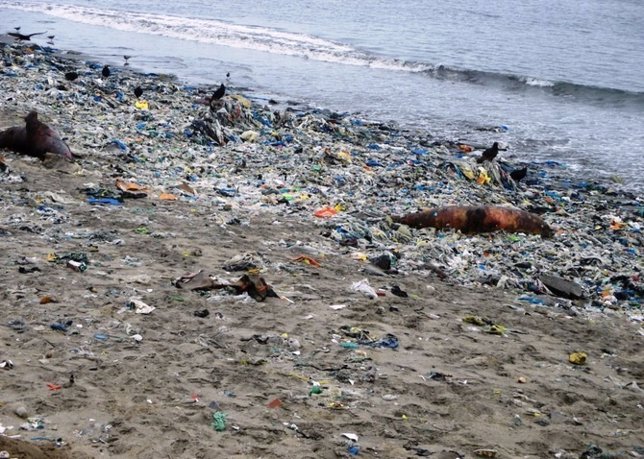Lobos marinos muertos en una playa de Perú
