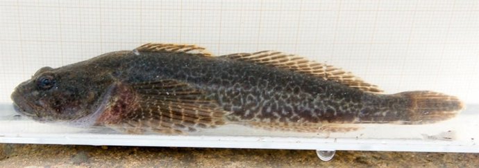 Cavilat que Endesa está reincorporando al río Garona