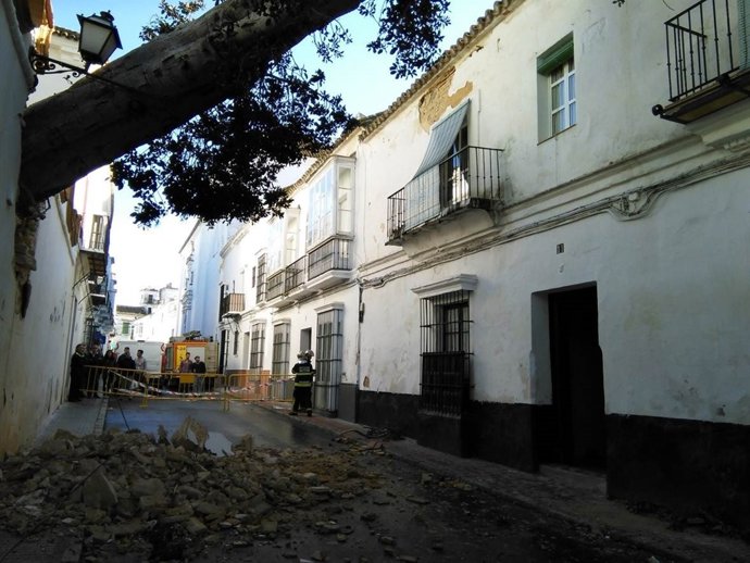Caída de un ficus de 15 metros en Sanlúcar