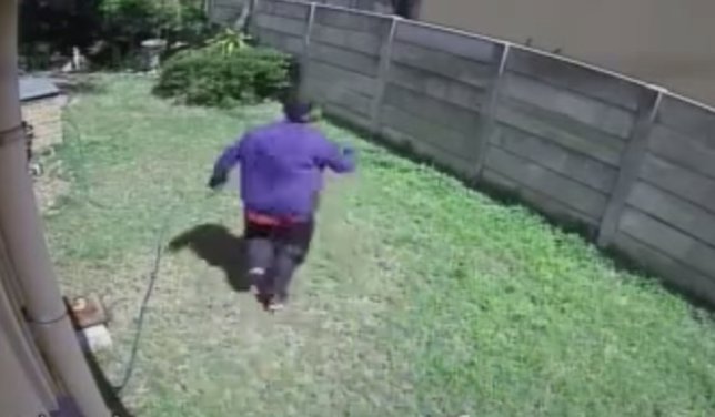 Ladrón vs perro yorkshire