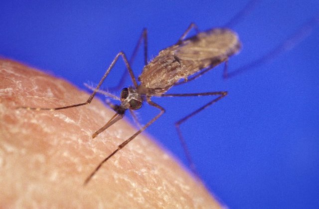 célula del parásito de la malaria