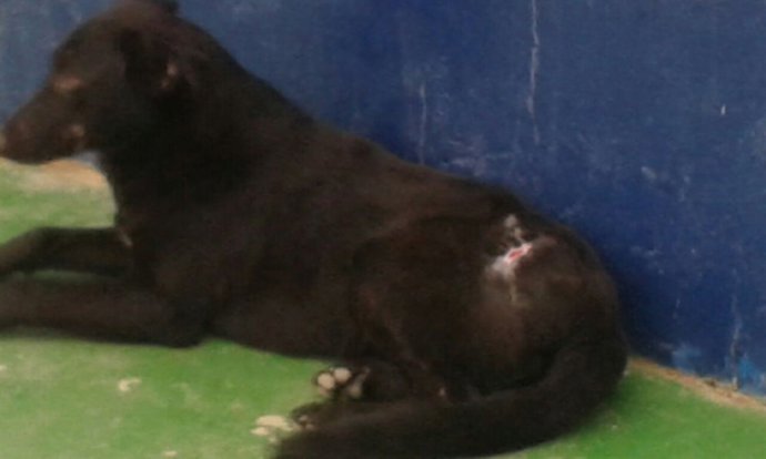 Perro con sarna en la frontera de Melilla y Marruecos