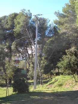 Reforma de Endesa en el jardín botánico Pinya de Rosa