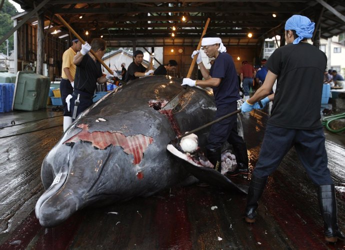 Pesca de ballenas en Japón suspendida al no tratarse de fines científicos