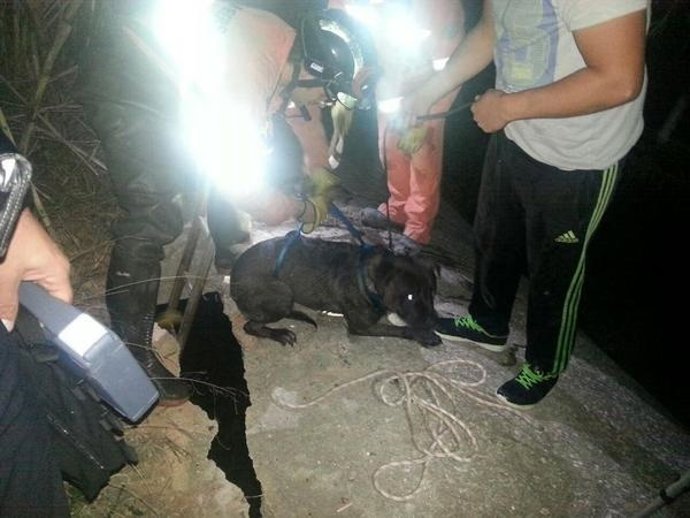 Perro rescatado en l'Eliana