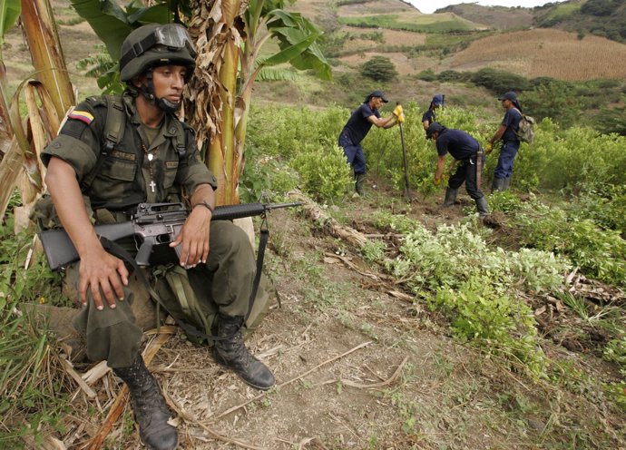 Militar vigilando la erradicación manual de cultivos de droga en Colombia