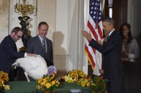 Dos pavos se salvan de ir al horno gracias al perdón de Obama