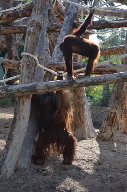 Los dos orangutanes en su espacio en el safari ilicitano
