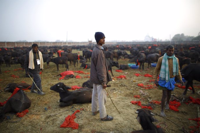 Ganaderos se preparan para el sacrificio de animales en el Ghadimai Mela, Nepal