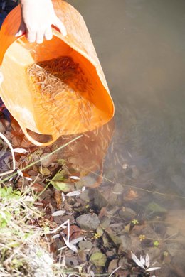 Barbos (Barbus graellsii)