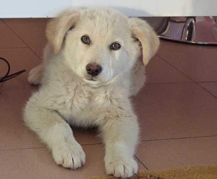 Uno de los animales acogidos en la protectora de Cáceres